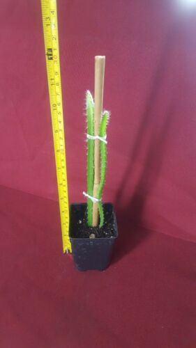 2 X Live Dragonfruit Trees 10 To 12" In One Pot Rooted In Organic Soil