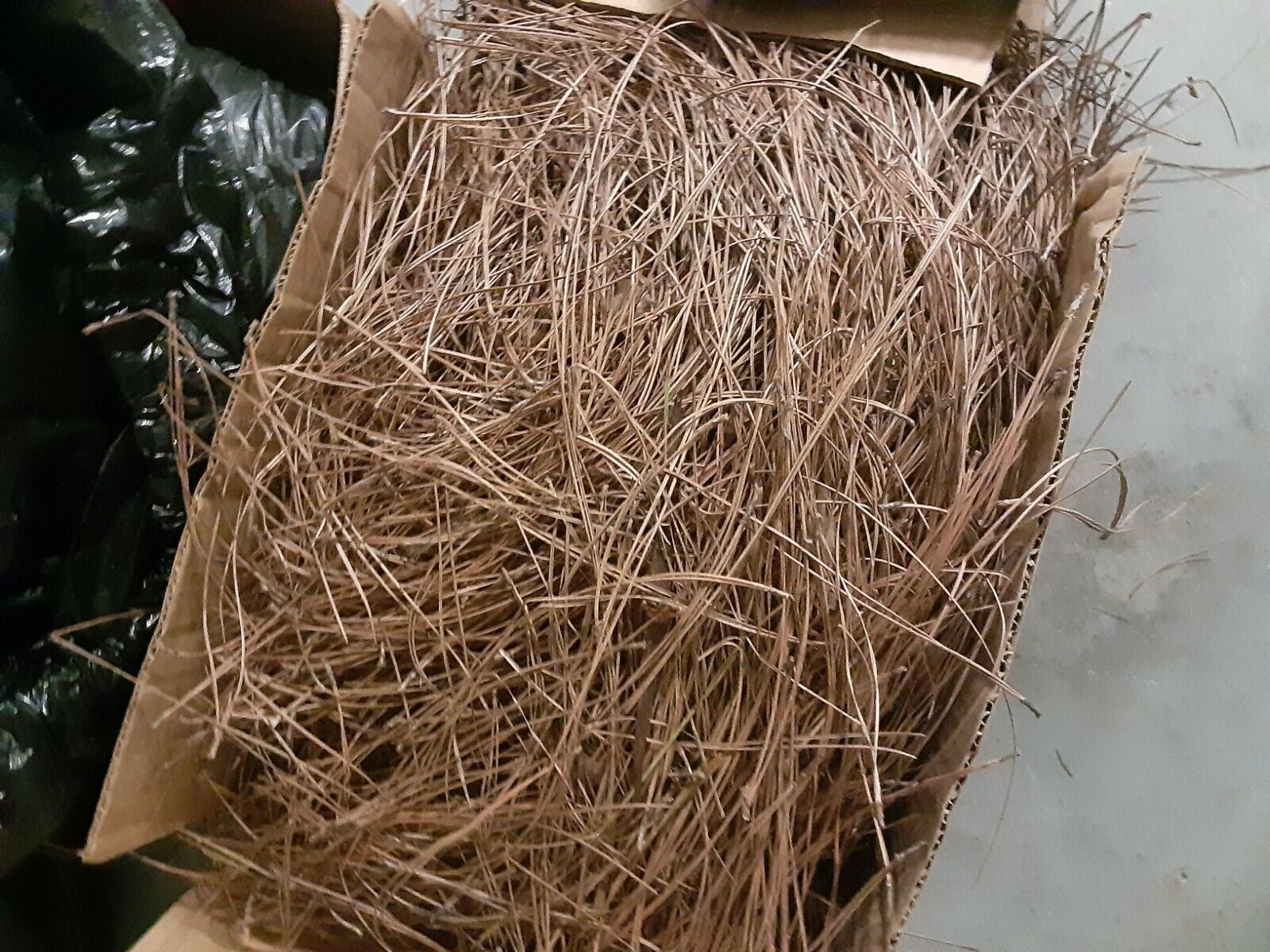 Clean Pine Needle Straw 50 Lbs.
